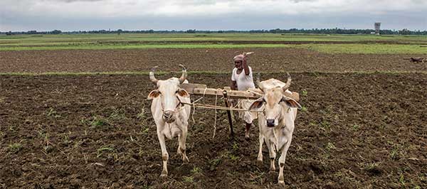 farmer_field